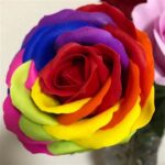 Rose de savon - multicolore